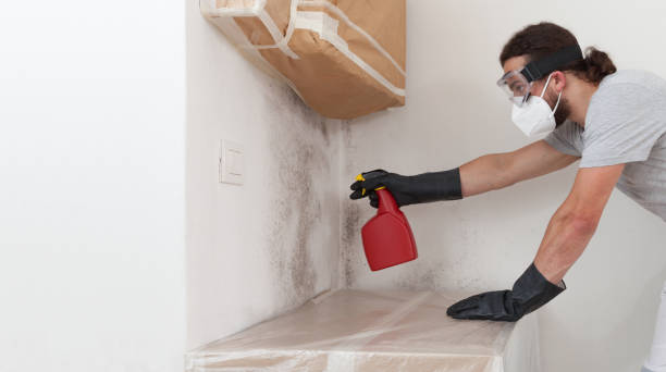 Professional Black Mold Remediation technician working in Bozman, MD