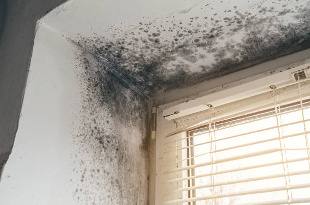Affordable Black Mold Remediation solutions in Bozman, MD
