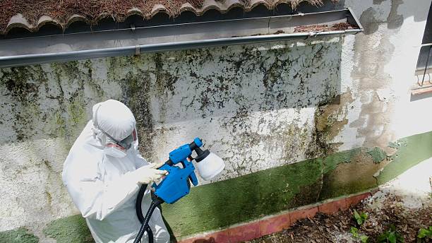 Top rated local Black Mold Remediation specialists in Bozman, MD